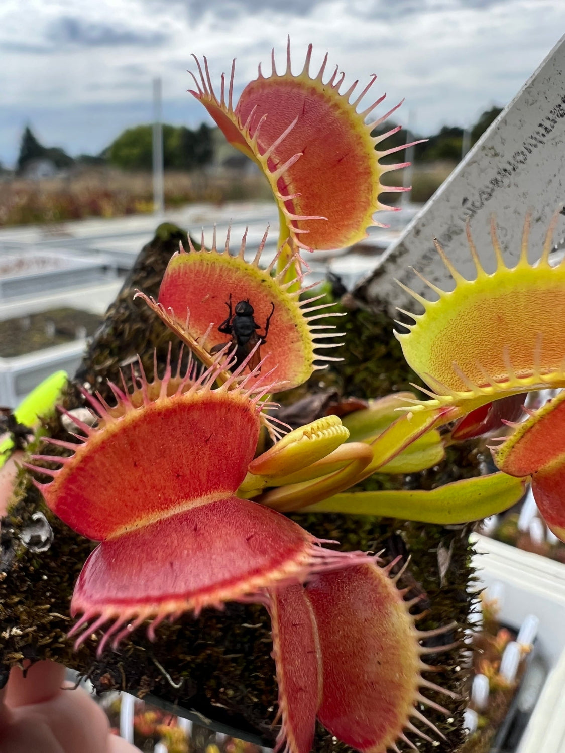 Venus flytrap with a captured insect on a blurred outdoor background