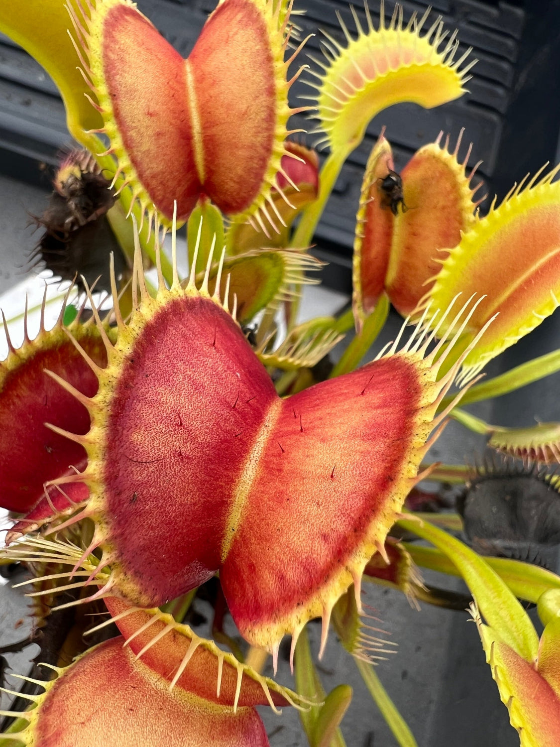 Close-up of a Venus flytrap with a blurred background