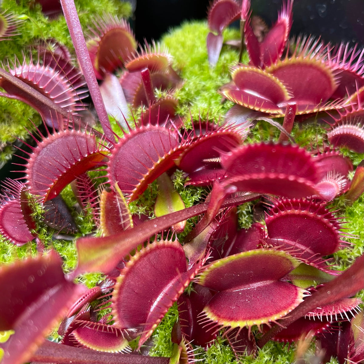 Dionaea Weinrot, a red cultivar of Venus flytrap, growing in a pot 