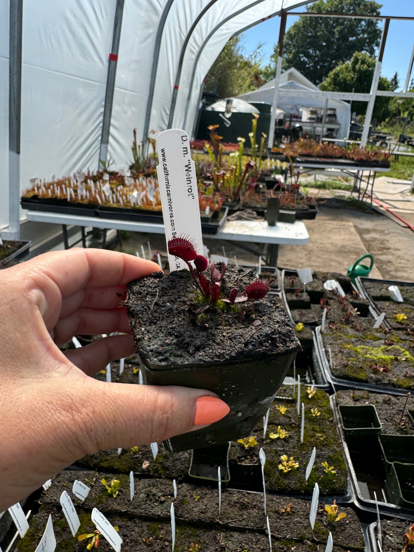 Dionaea Weinrot, a red cultivar of Venus flytrap, growing in a pot 