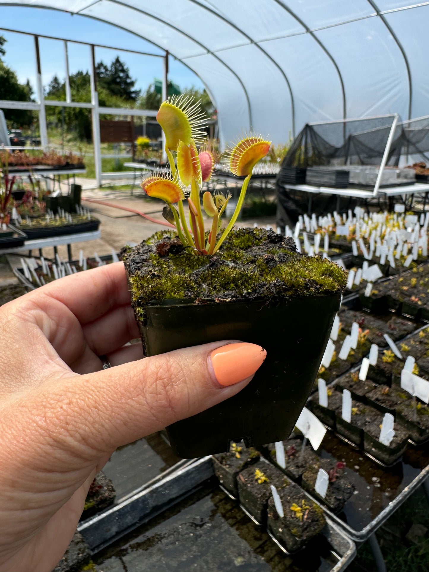 Dionaea White Fang Growing in a pot
