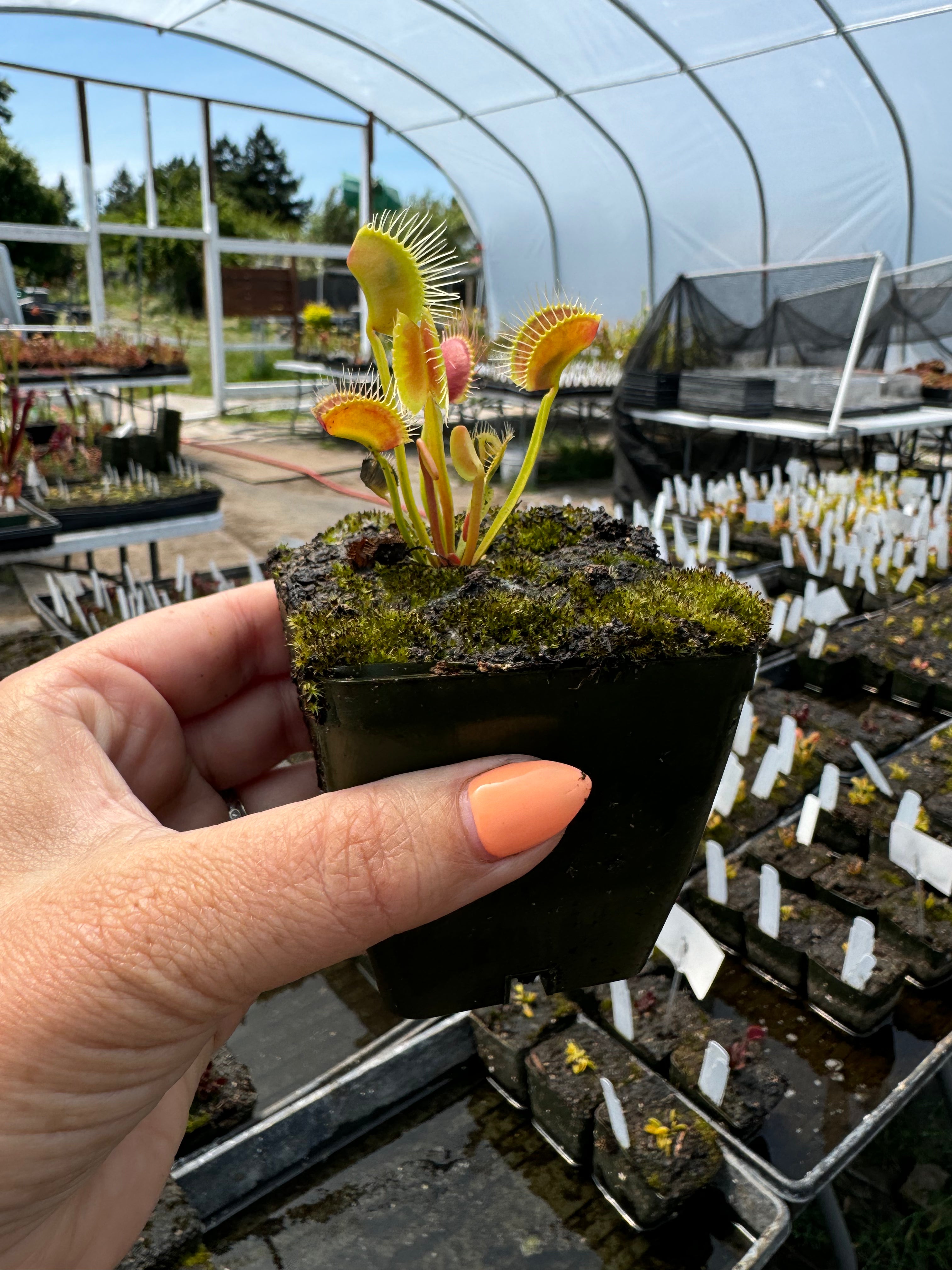Dionaea White Fang Growing in a pot