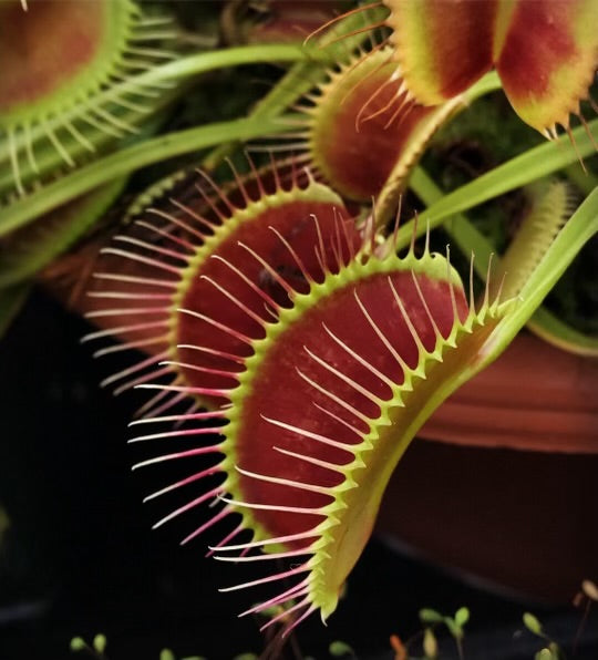 A close-up image of Dionaea m. 'White Fang' flytraps with red, hair-like structures on their traps, showing a vibrant color gradient.