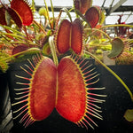 Dionaea Witchy Baby Venu Flytrap