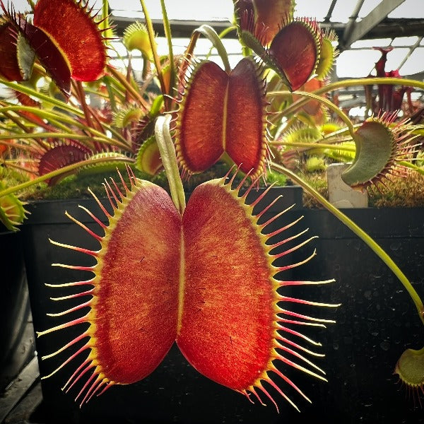 Dionaea Witchy Baby Venu Flytrap
