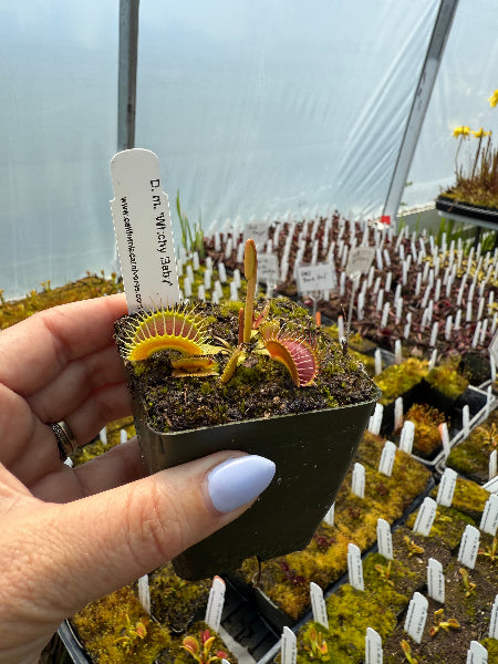 Dionaea Witchy Baby Venu Flytrap