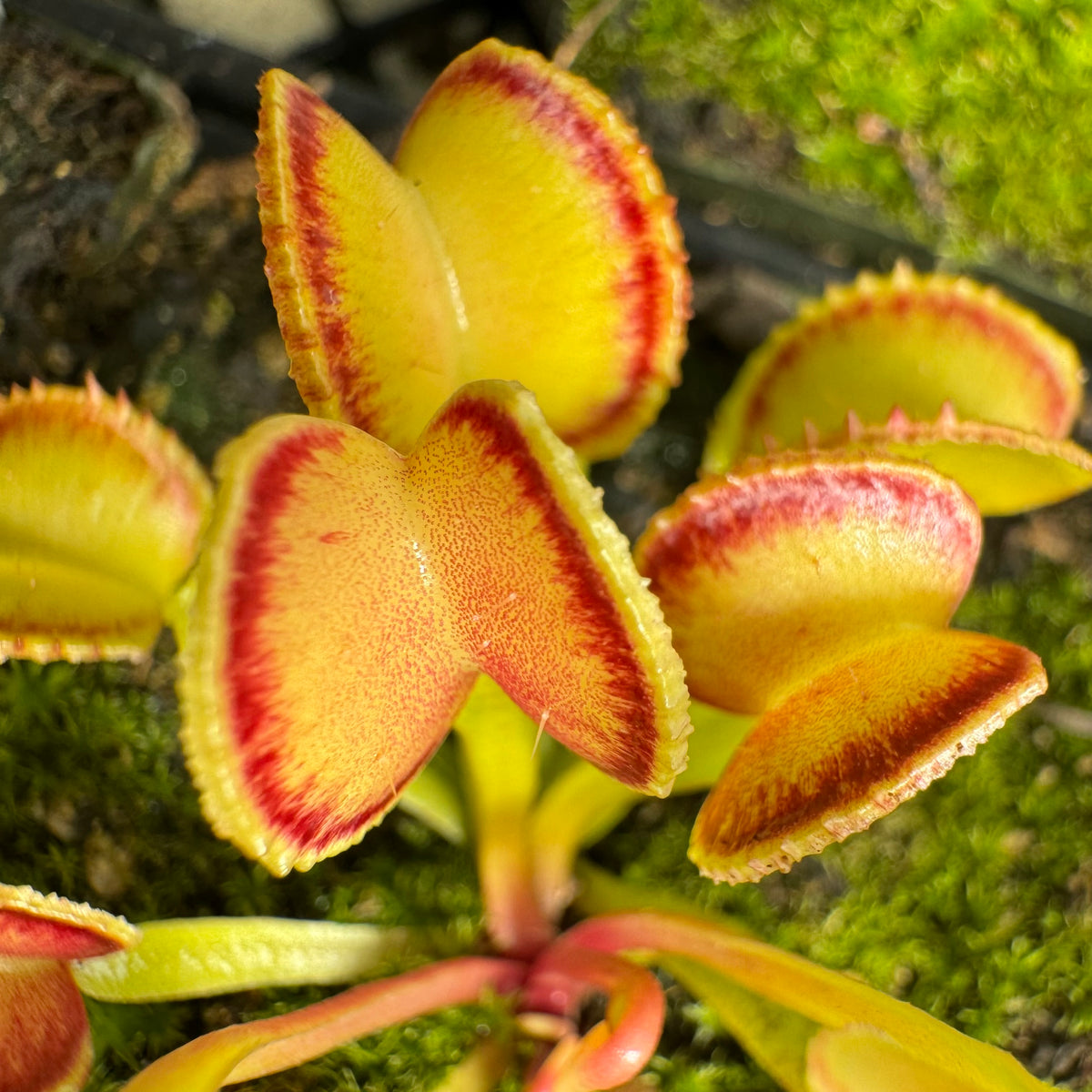 A close up of bright green and red Venus flytrap traps with short bumps in place of long teeth 