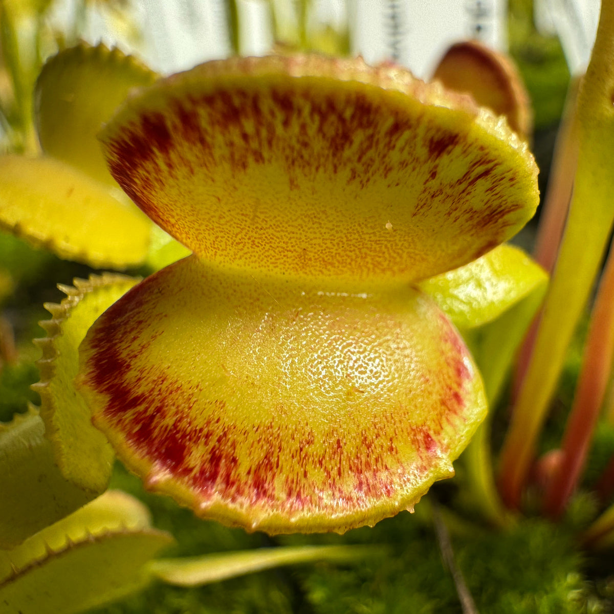 Close-up image of a Dionaea m. 'Adentate' flytrap with yellow and red colored traps, showing delicate bumps and tiny teeth along the edges.