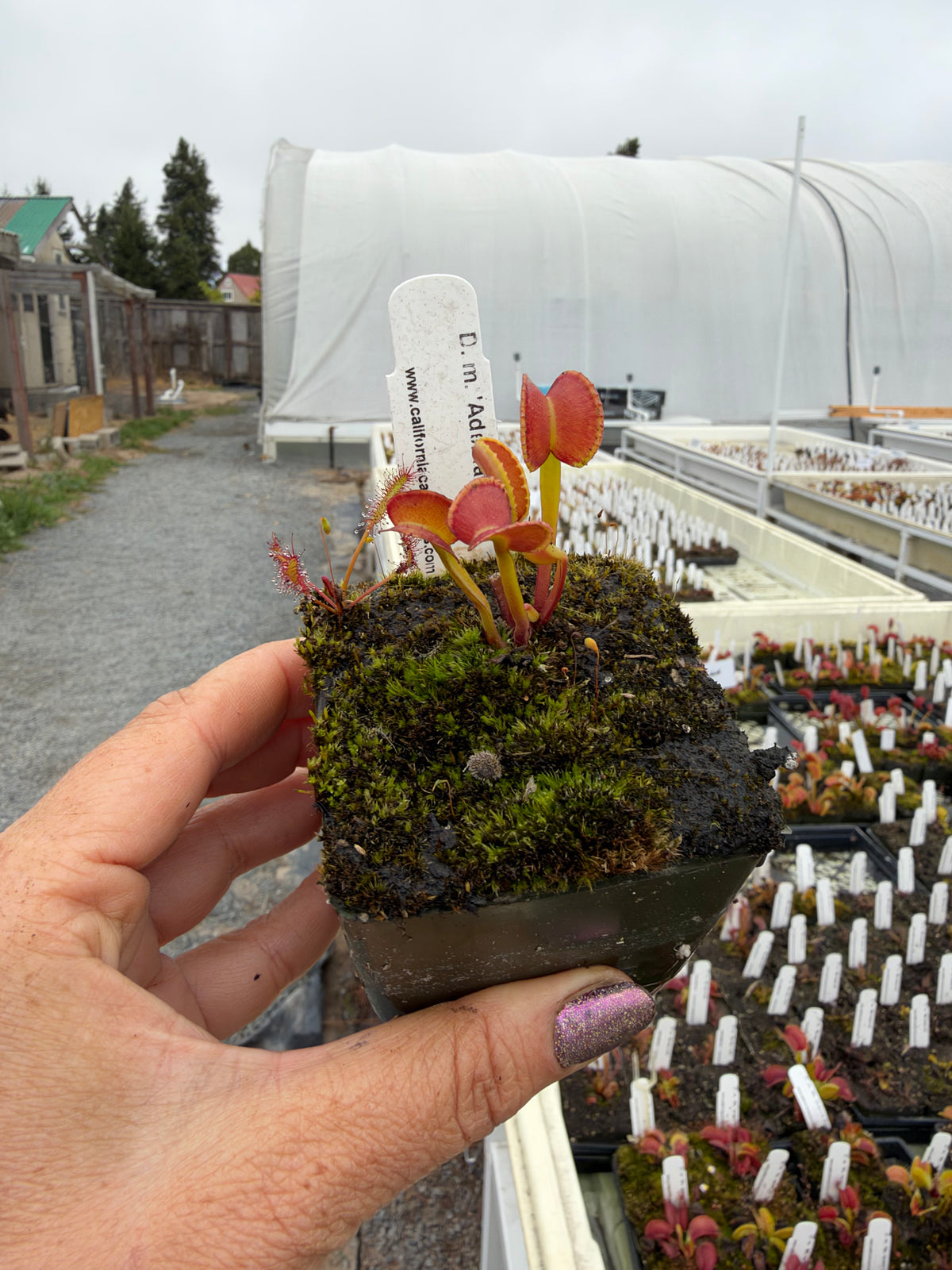 A hand holds a small red and green Venus flytrap in a pot