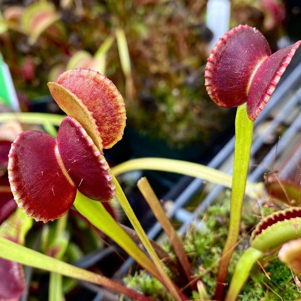 A close up of red and green traps with short teeth in a greenhouse setting 
