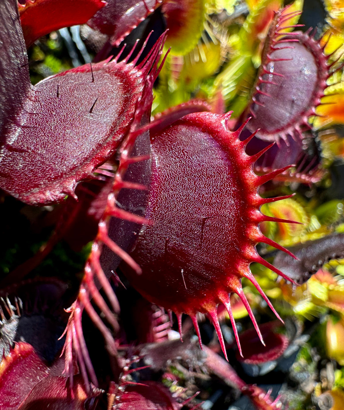 A red Venus flytrap grows in an outdoor setting 