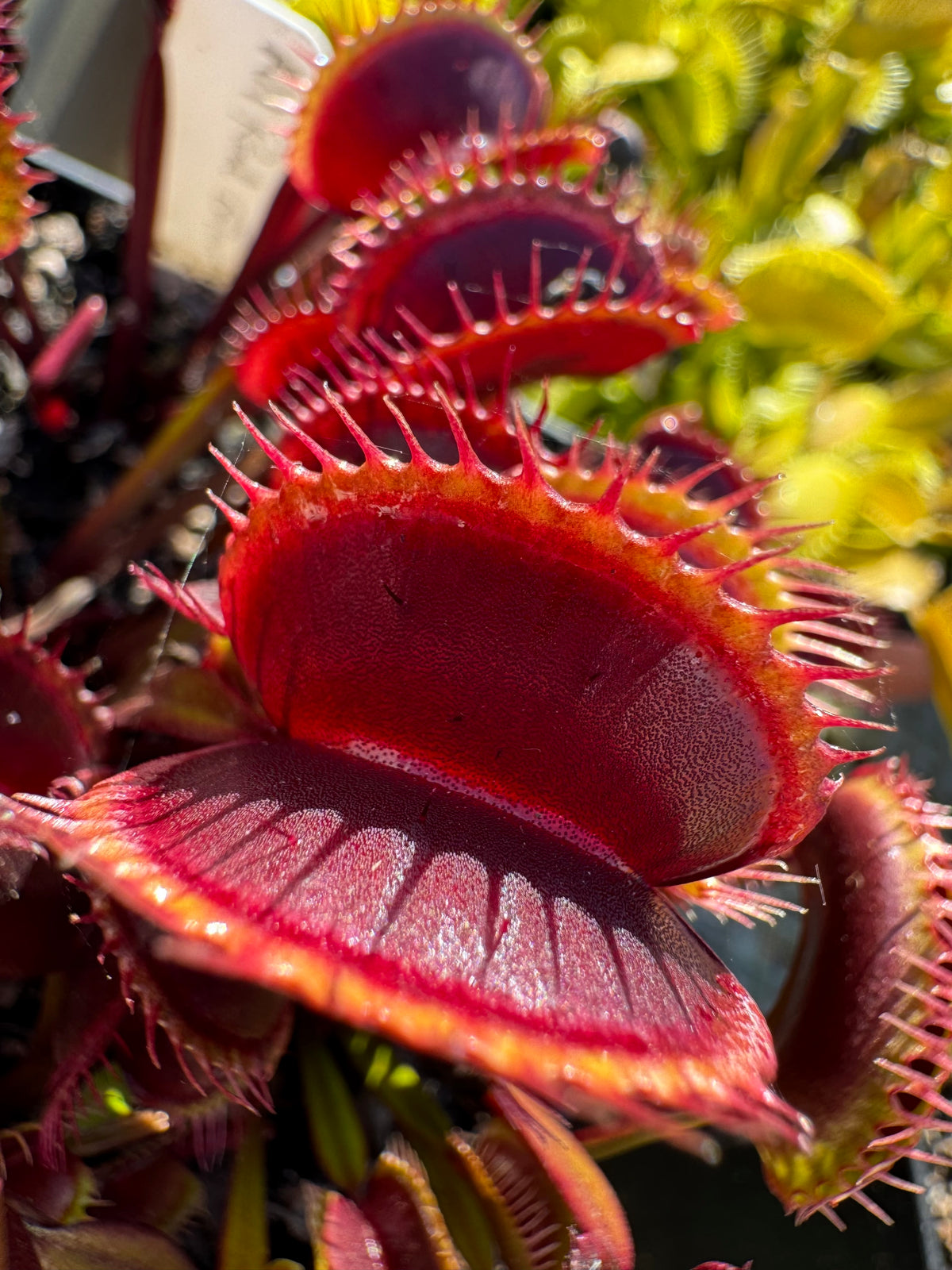 A red Venus flytrap grows in an outdoor setting 