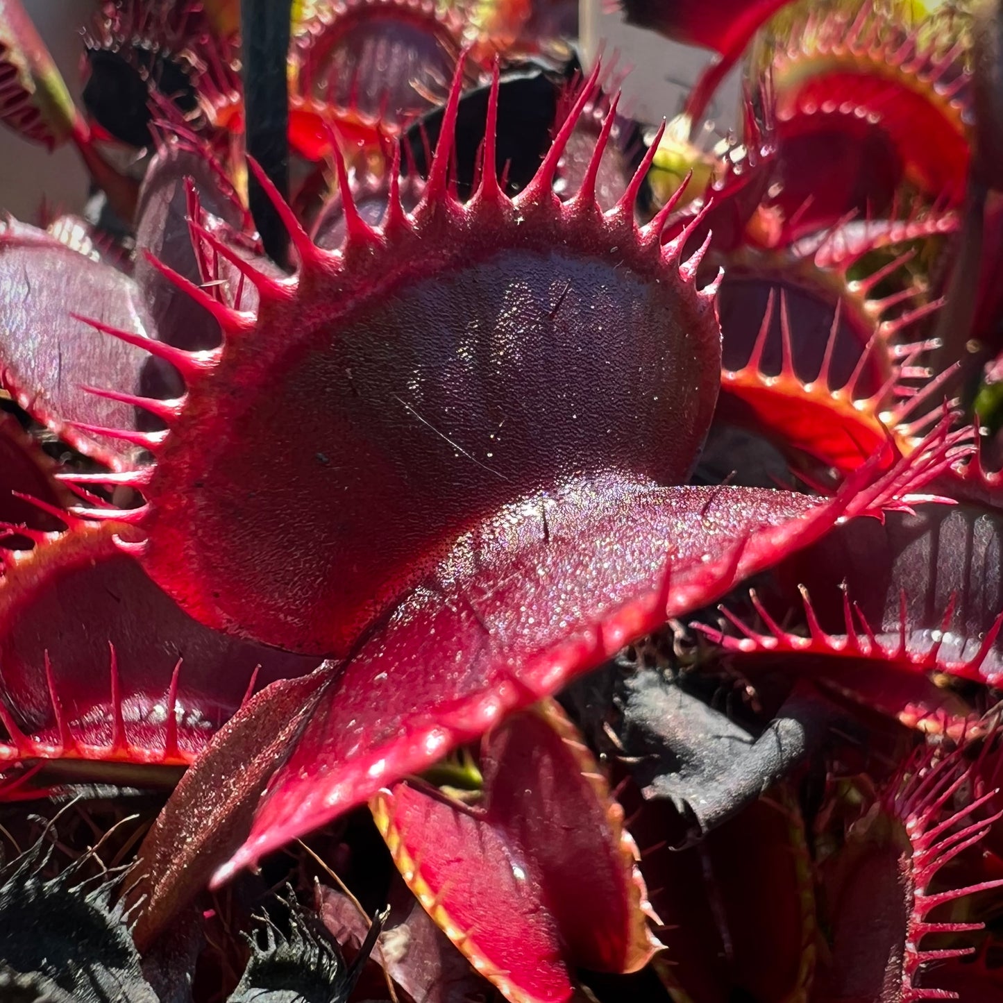 A close-up image of a Dionaea muscipula 'All Red Giant' with its characteristic dark red, hair-like cilia and closed traps.