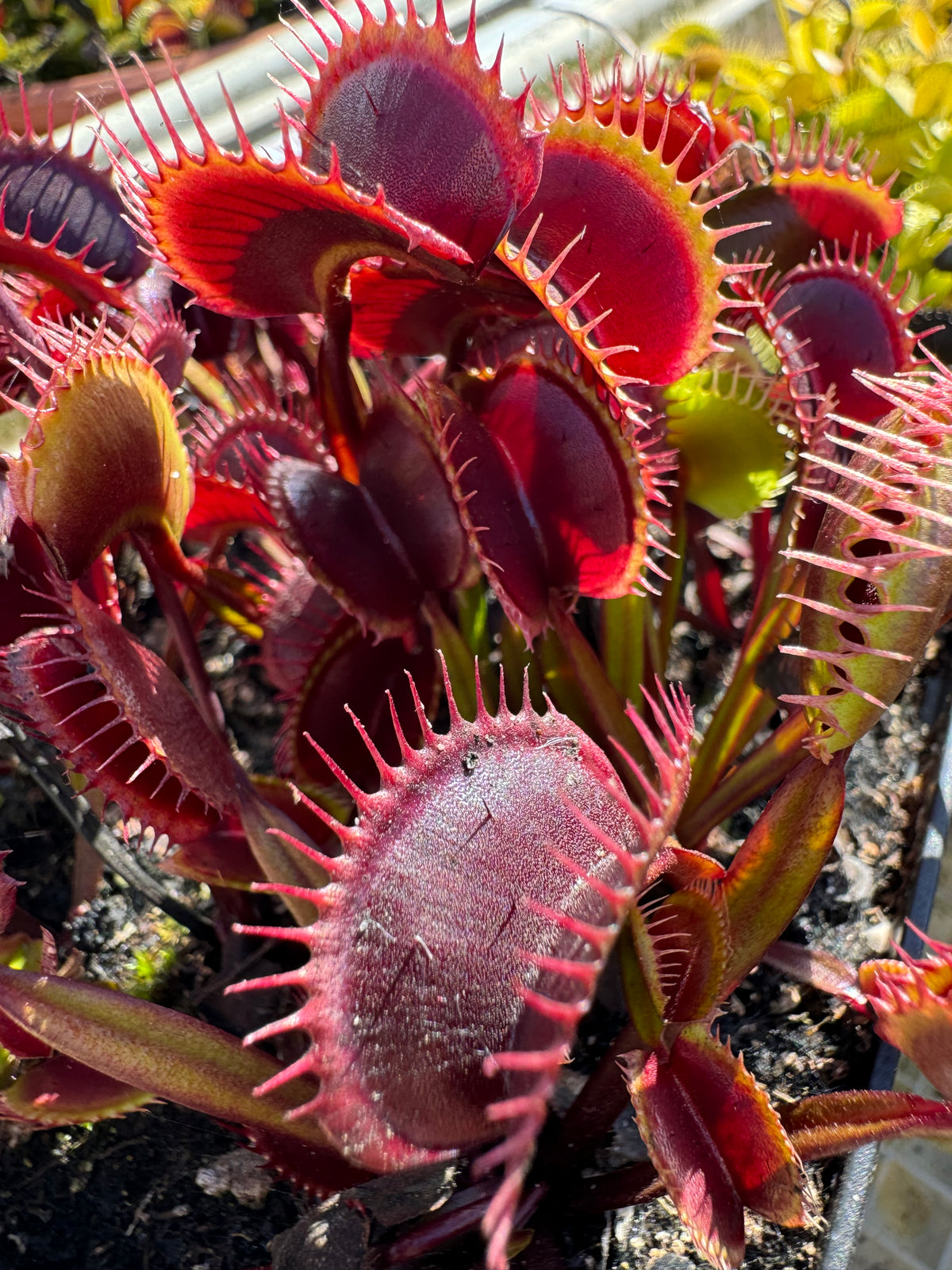A red Venus flytrap grows in an outdoor setting 