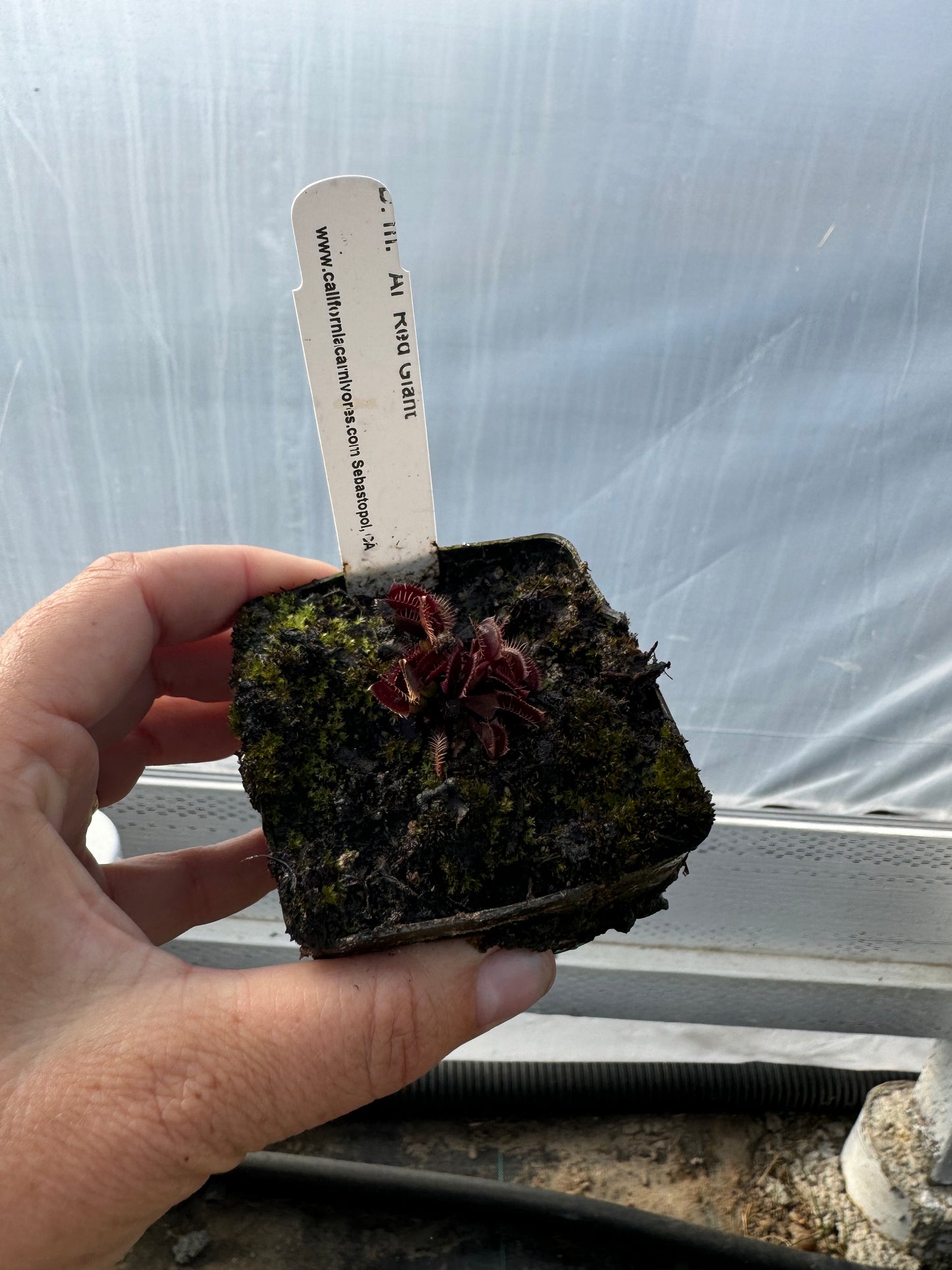 A hand holds a small potted red Venus flytrap
