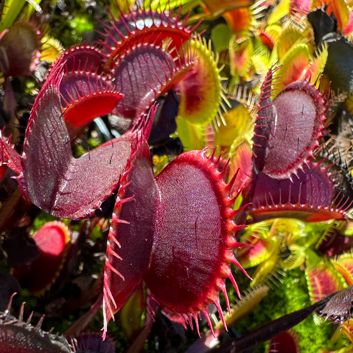 A red Venus flytrap grows in an outdoor setting 
