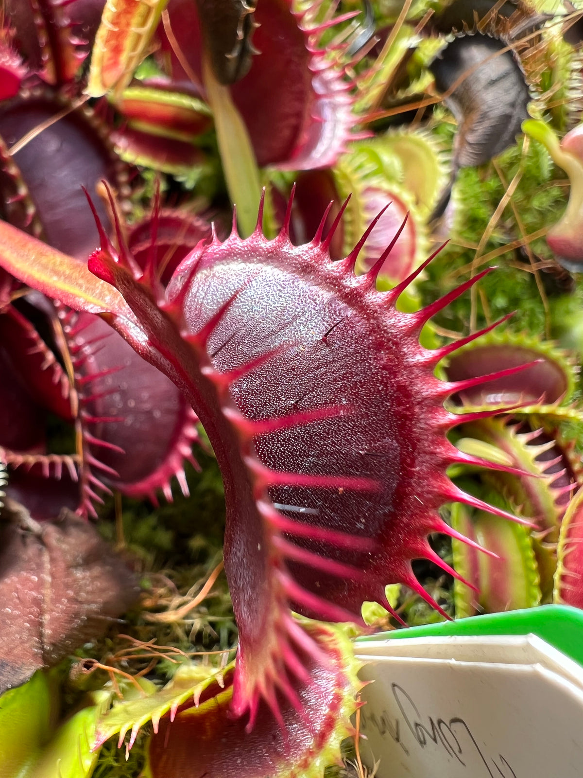 A red Venus flytrap grows in an outdoor setting 