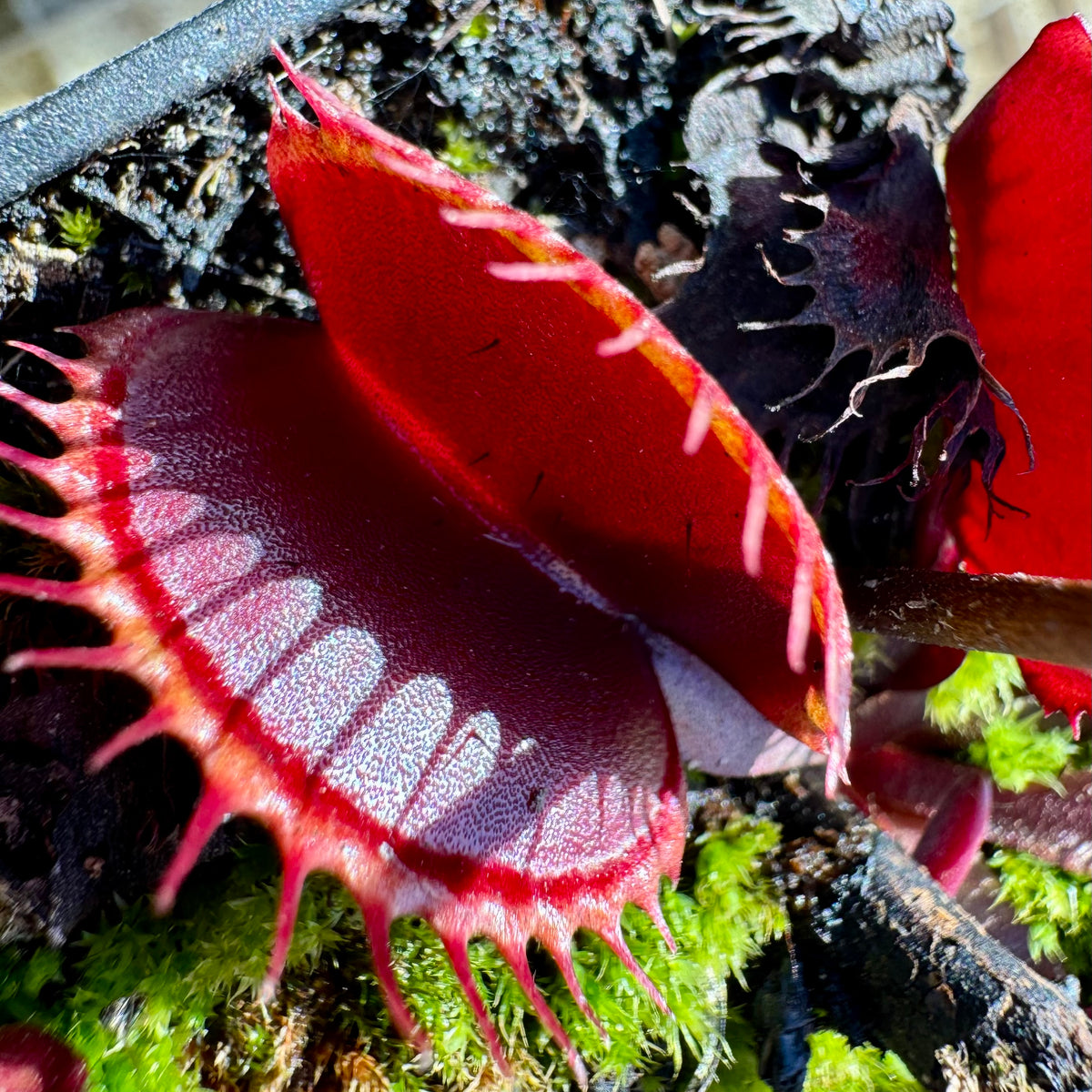 A close-up image of Dionaea m. 'Dark Knight', showing its red, Venus flytrap leaves with visible teeth-like structures.