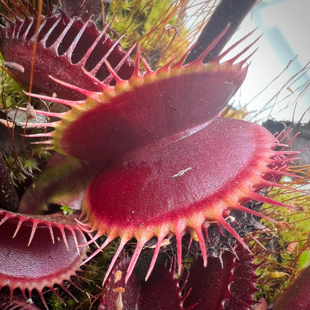 A close-up image of Dionaea m. 'Dark Knight', showing its red, Venus flytrap leaves with visible teeth-like structures.