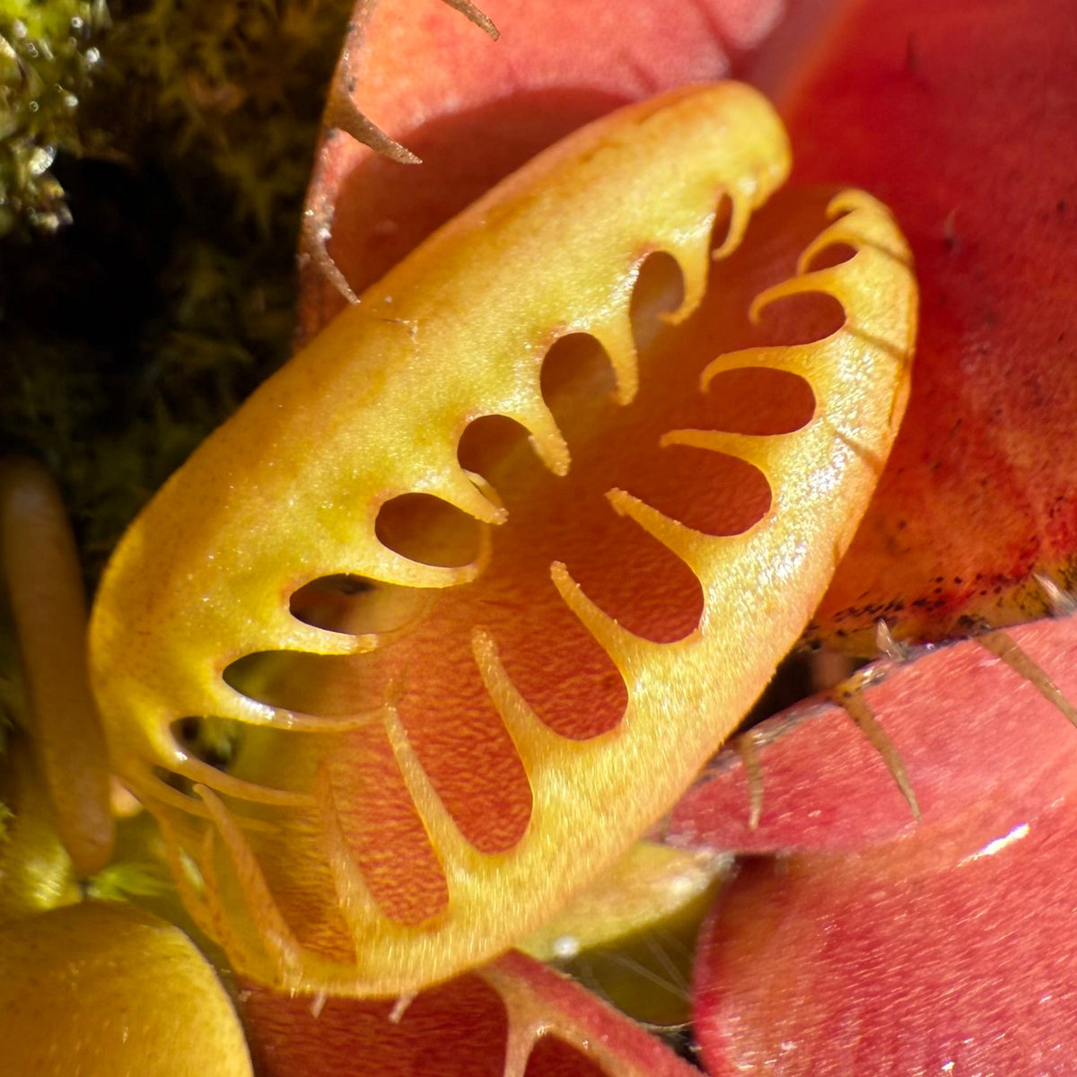 Macro close-up of a Venus flytrap trap mouth, showing the golden-yellow inner surface with serrated teeth and red outer edges, surrounded by red and green plant leaves.