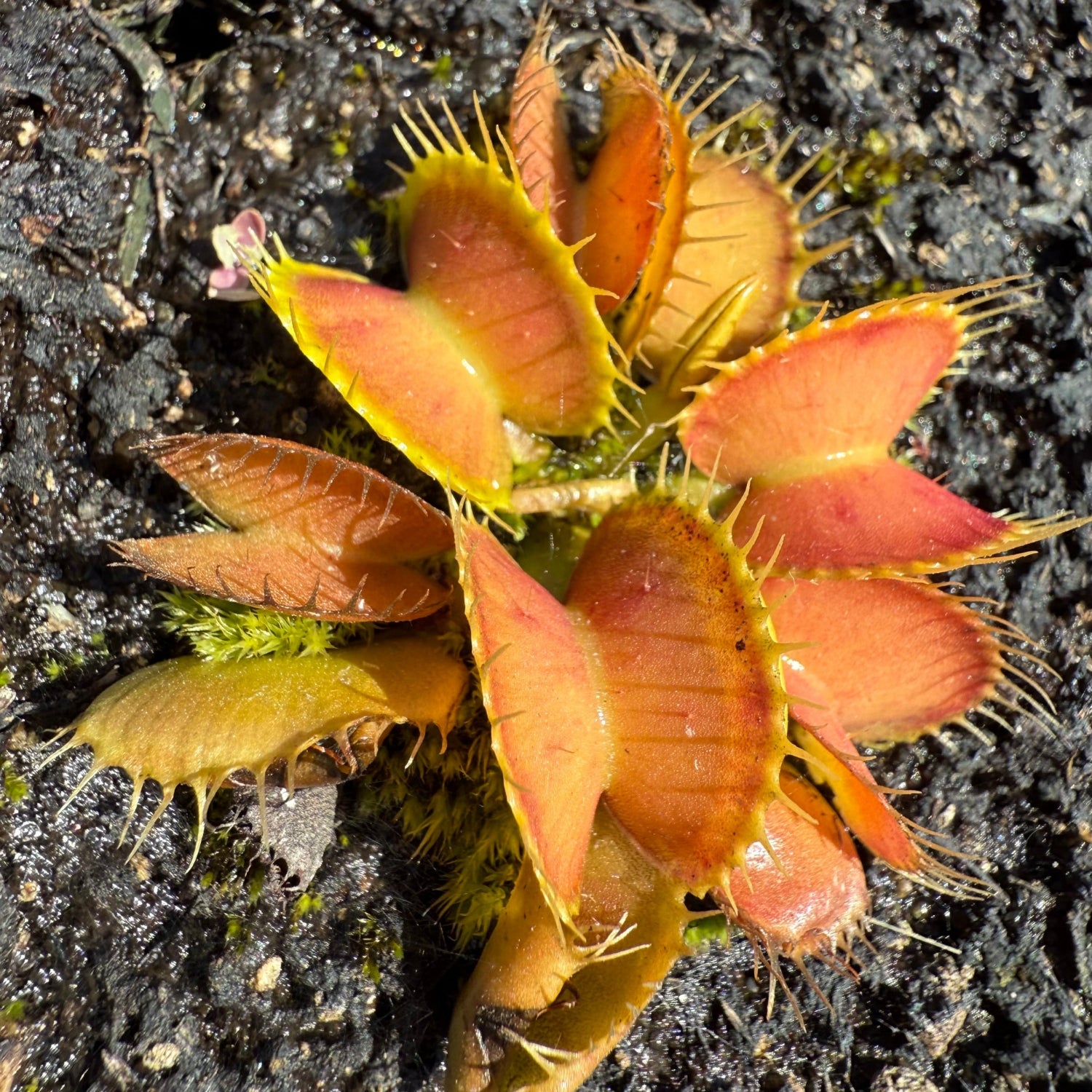 Dionaea m. GC 30 Flytrap – California Carnivores