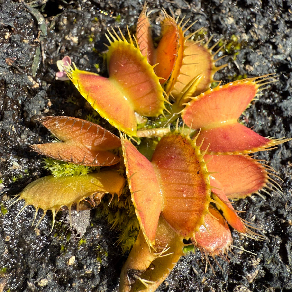 A close-up of a Venus flytrap plant with bright orange-red trap leaves and yellow edges, growing in dark soil with moss.