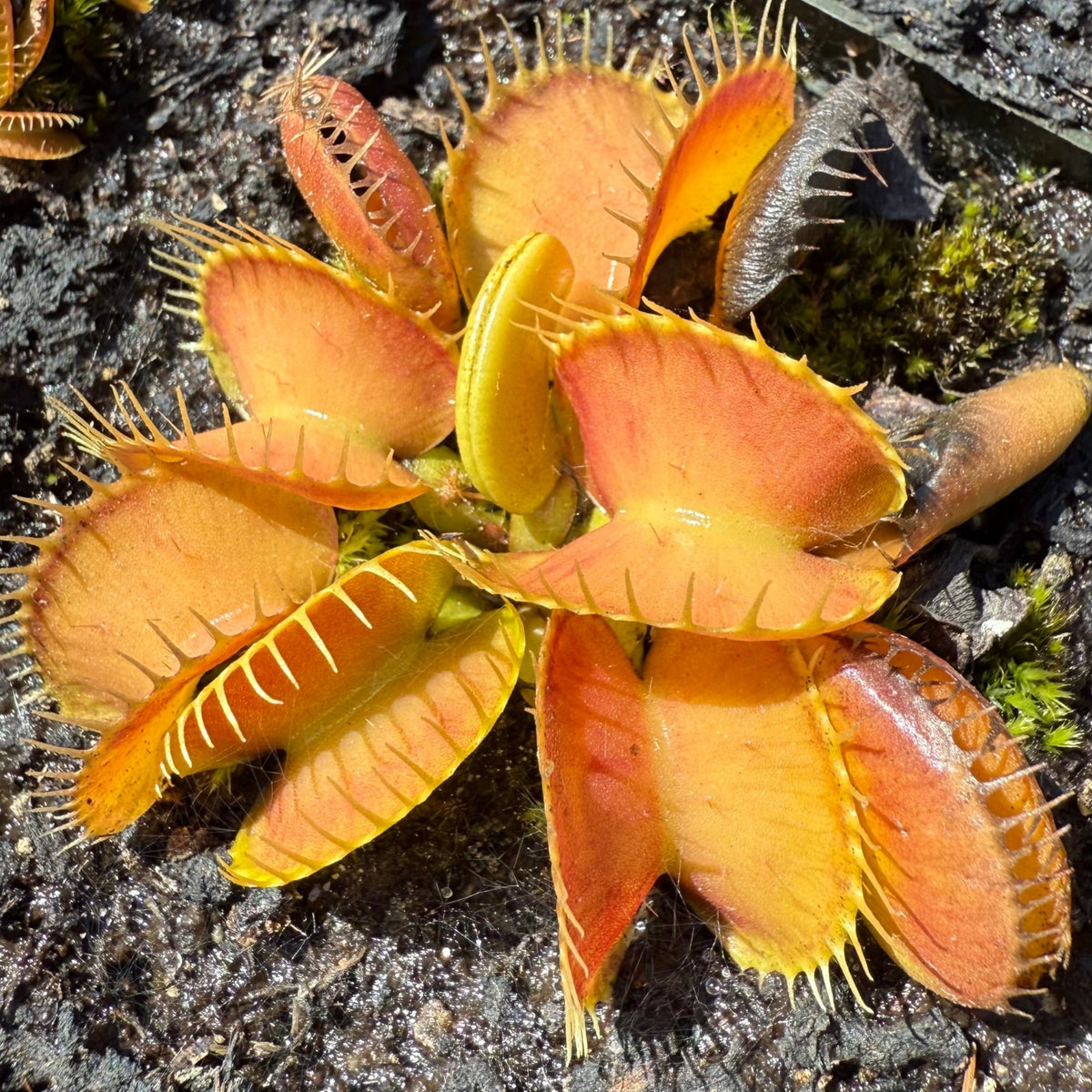 A close-up of a Venus flytrap plant with bright orange-red and yellow trap leaves, set against dark soil and small patches of green moss.