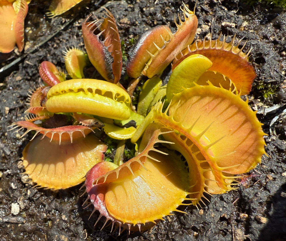 A close-up of a Venus flytrap plant with bright yellow and orange trap leaves and reddish-pink teeth, growing on dark soil.