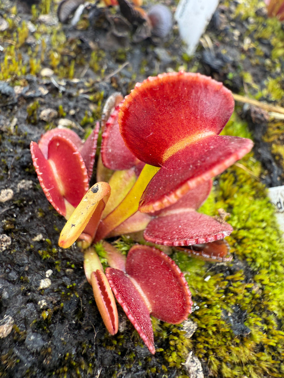 Dionaea m. GC Adentate #24 Flytrap
