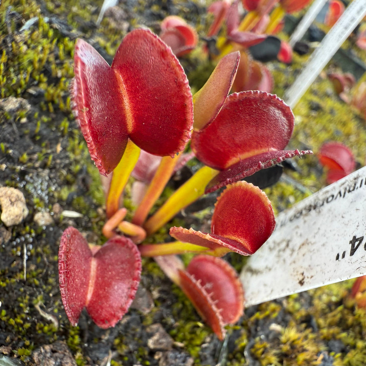 Dionaea m. GC Adentate #24 Flytrap