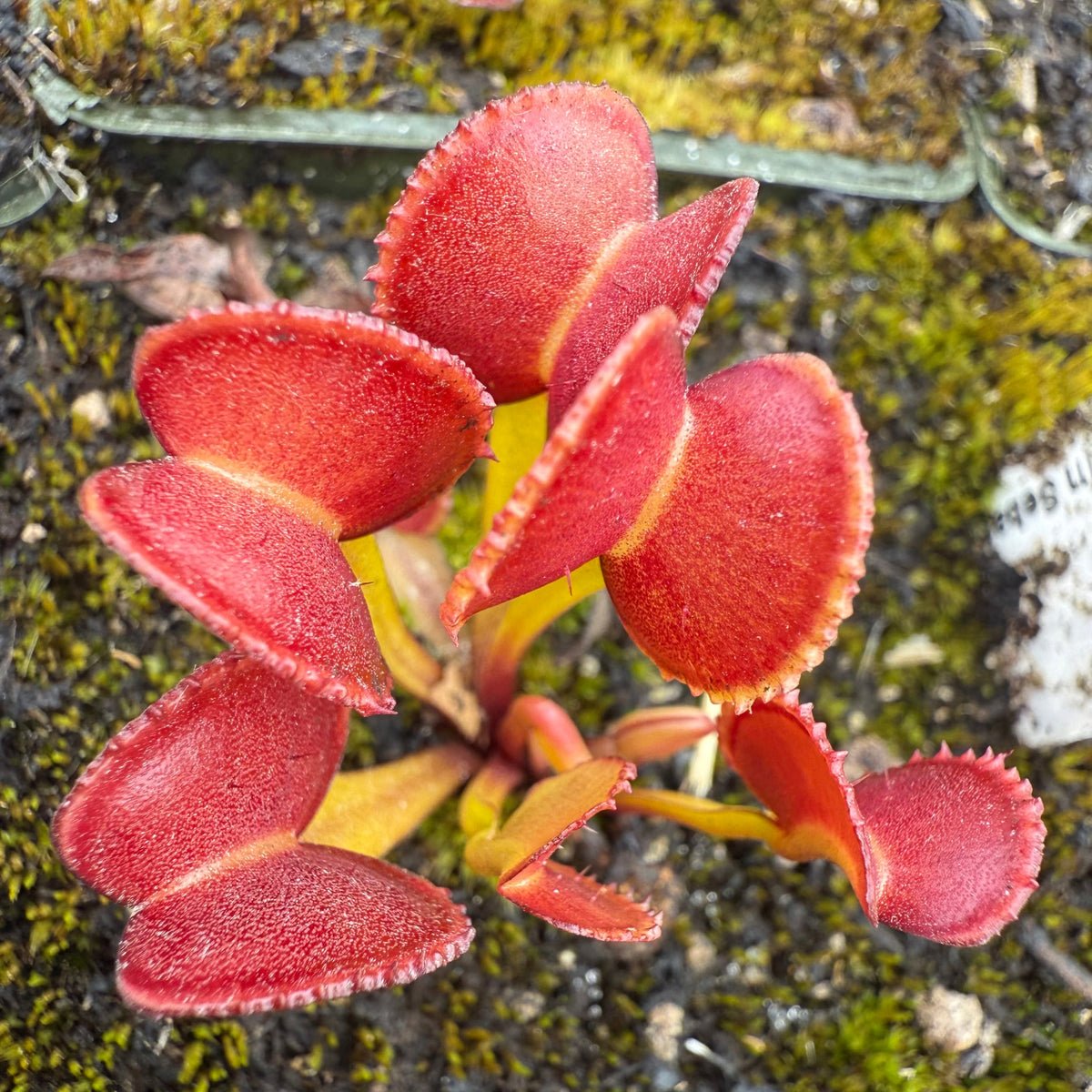 Dionaea m. GC Adentate #24 Flytrap