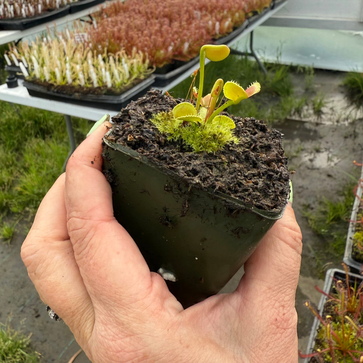 Dionaea m. GC Adentate #24 Flytrap