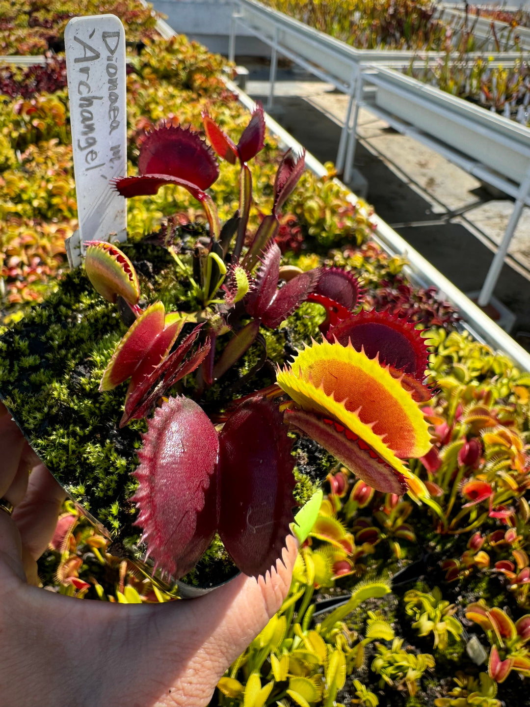 Dionaea m Archangel Flytrap