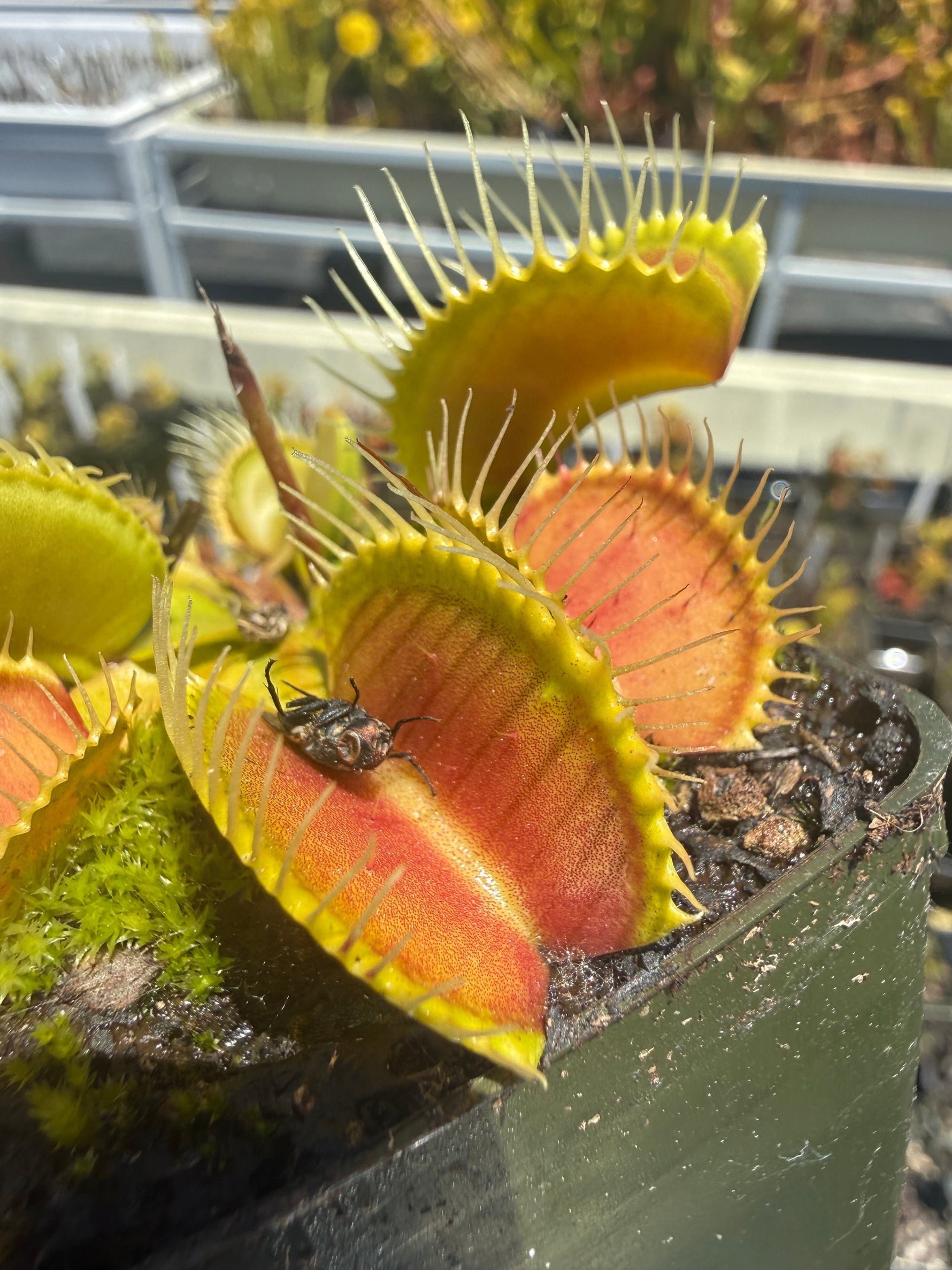 Dionaea m BZ 1965 Venus Flytrap