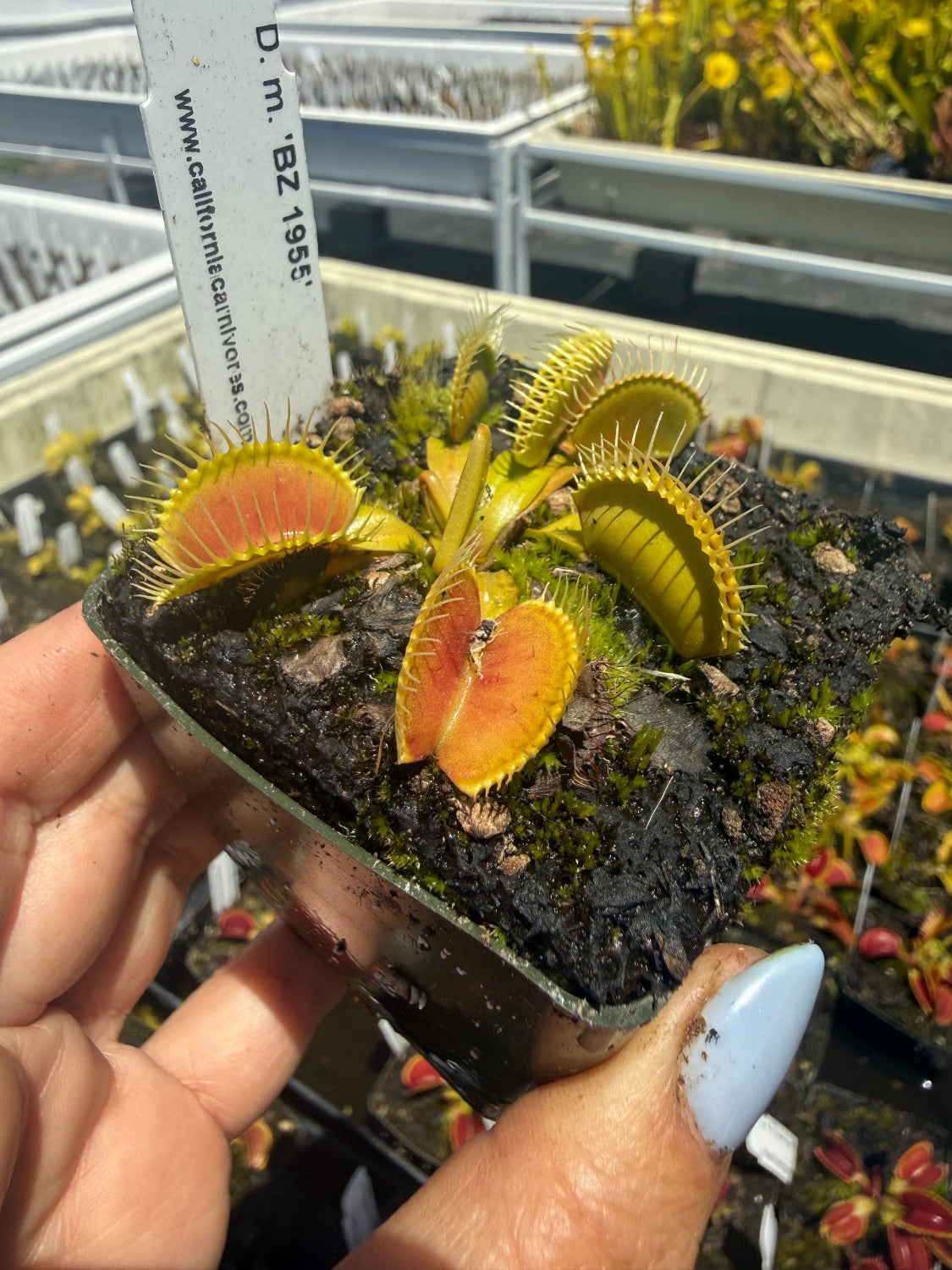 Dionaea m BZ 1965 Venus Flytrap