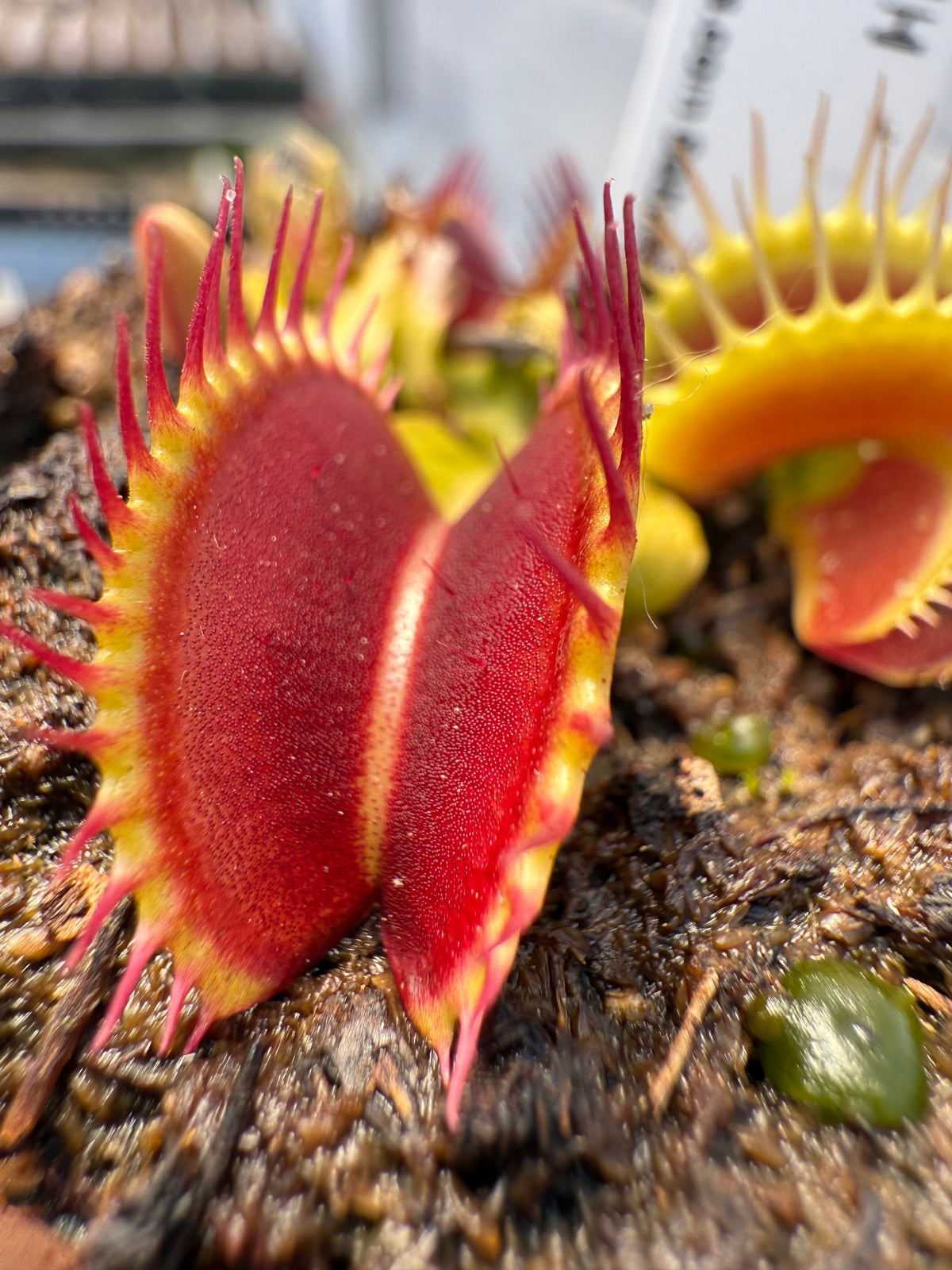 A close-up of a Venus flytrap plant with bright red and yellow trap leaves partially open, growing in dark soil.
