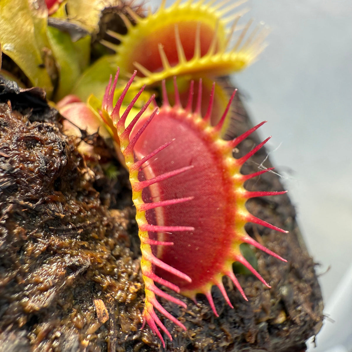 Close-up of a Venus flytrap plant with bright red-pink trap lips and yellow edges, growing on dark soil with another trap visible behind it.