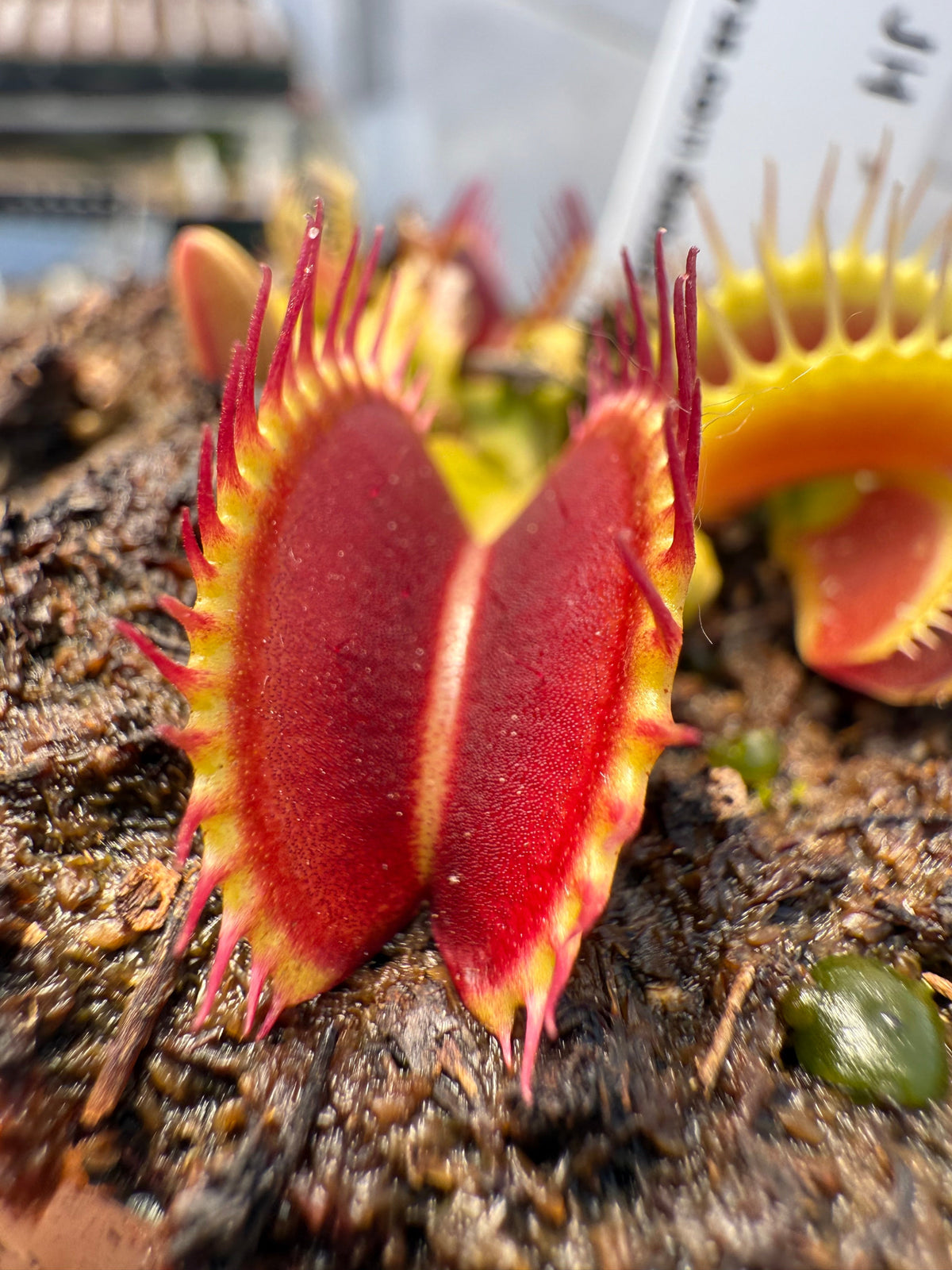 A close-up of a Venus flytrap plant with bright red and yellow trap leaves partially open, growing in dark soil with other blurred plants in the background.
