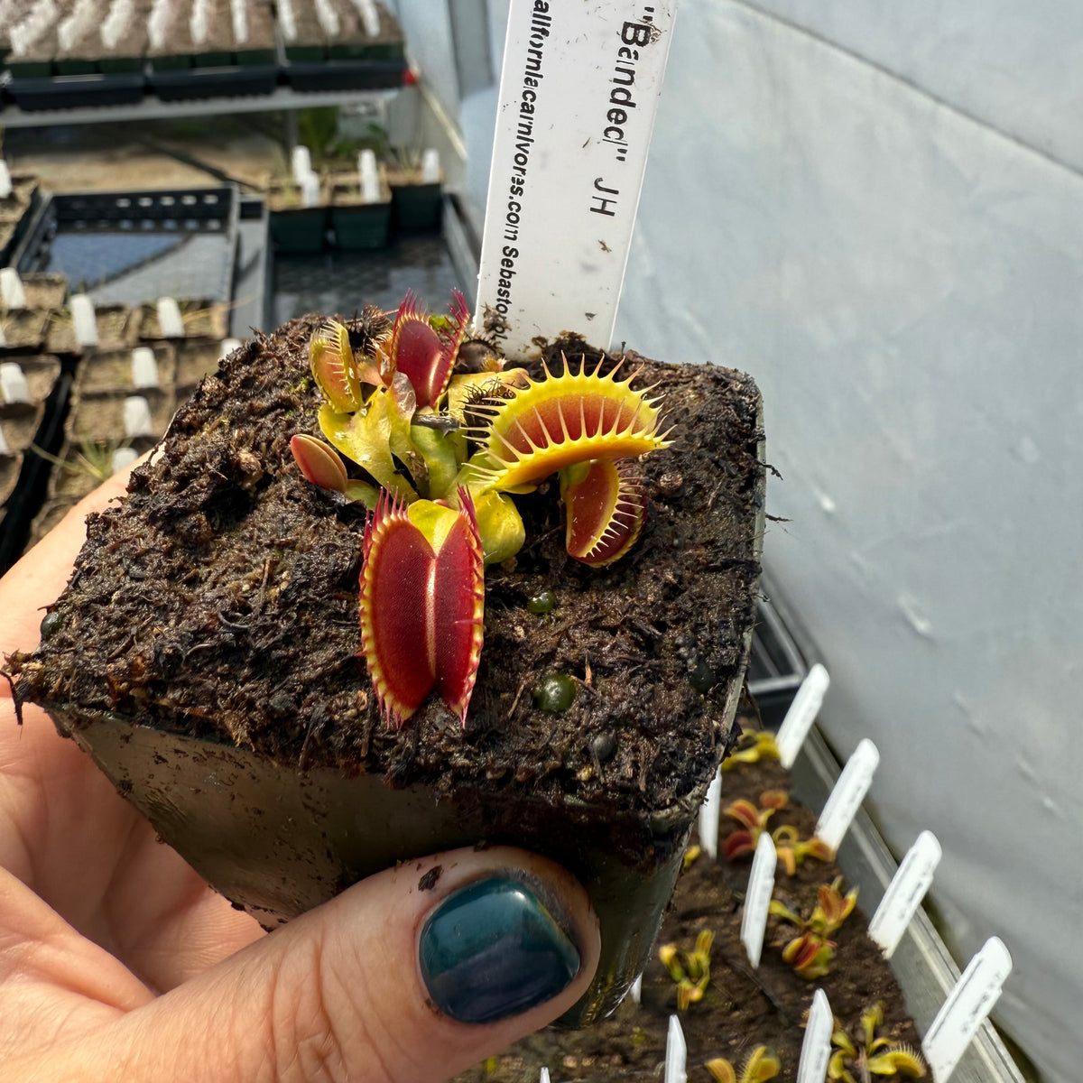 A hand with dark teal nail polish holds a square soil block containing a Venus flytrap plant. The trap is open, showing bright red and yellow inner lobes, with other green and red leaves around it.