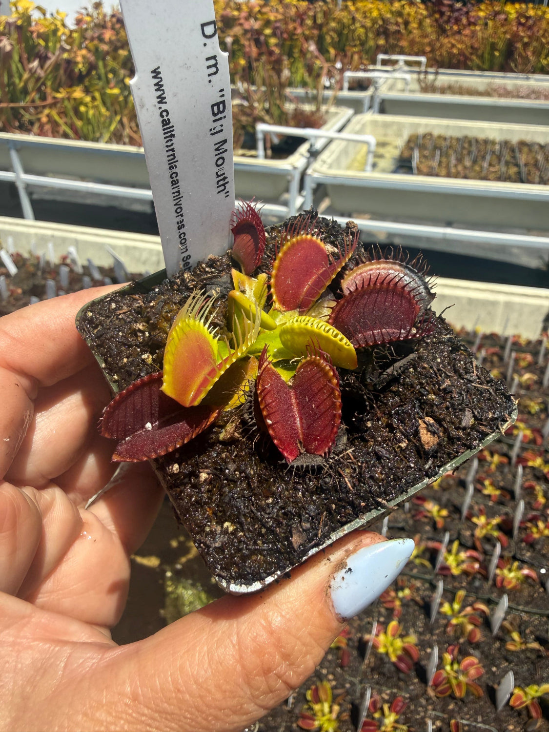Dionaea m Big Mouth