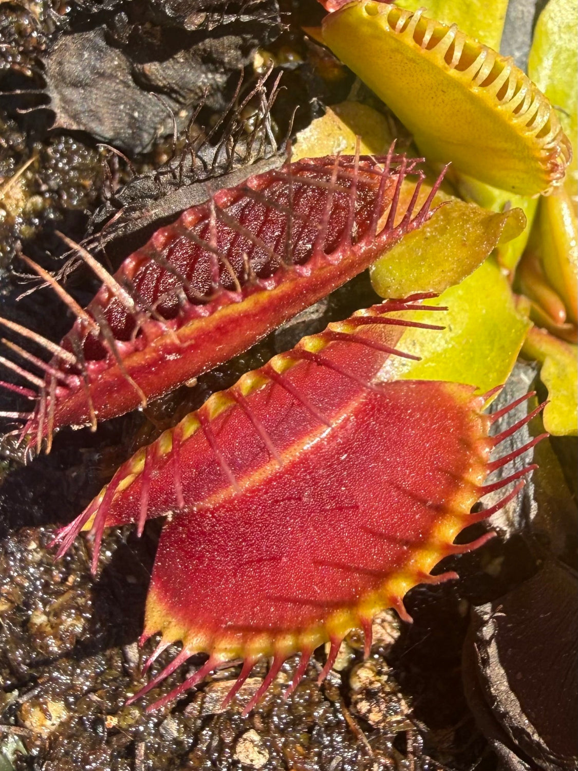 Dionaea m Big Mouth