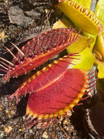 Dionaea m Big Mouth