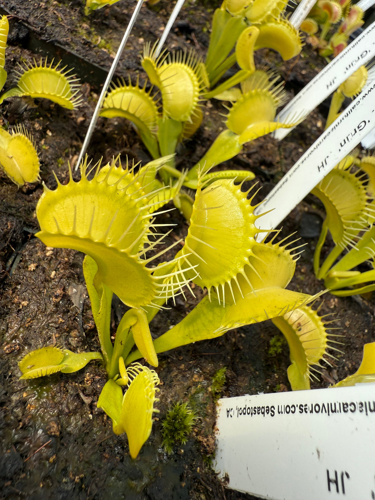 Close-up of several Venus flytraps growing in dark soil, with bright yellow-green trap leaves and white plant labels visible.