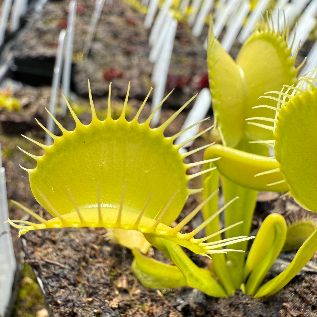 A close-up of a Venus flytrap plant with bright yellow-green trap leaves and white nectar guides growing in dark soil.