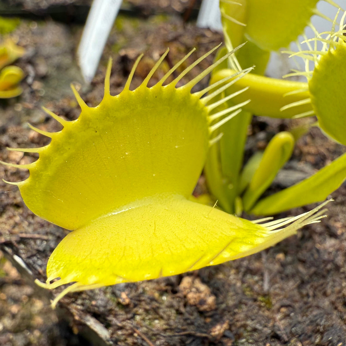 Close-up of a bright yellow Venus flytrap plant with its trap open, growing in dark soil with other green leaves visible in the background.