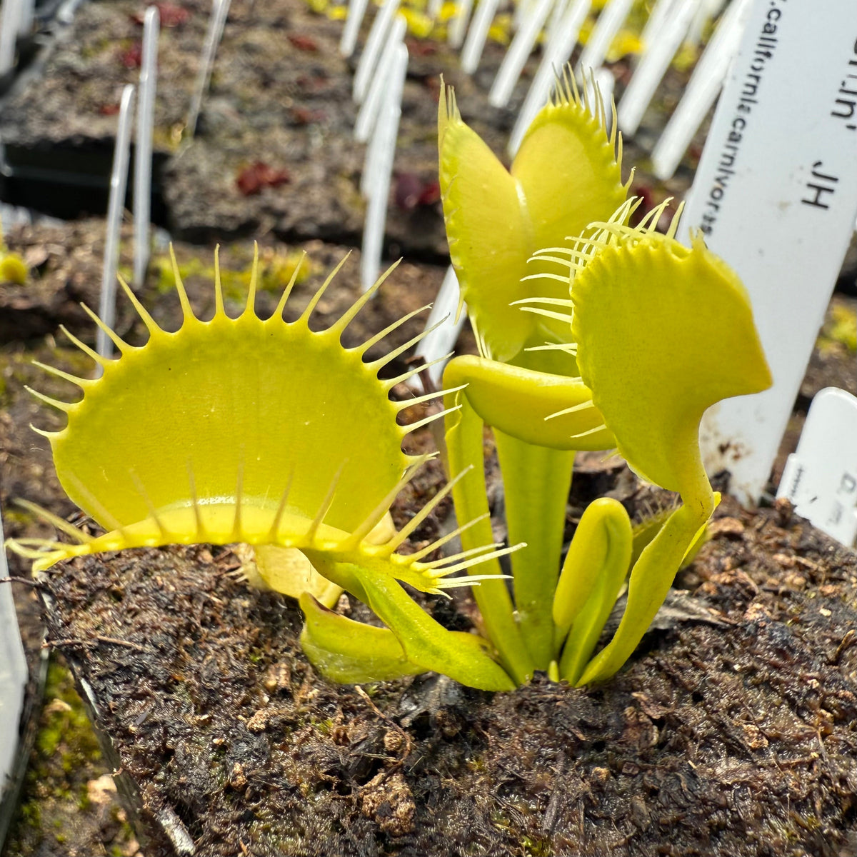 A close-up of a Venus flytrap plant with bright yellow-green trap leaves and white spines, growing in dark soil with white plant labels in a nursery setting.