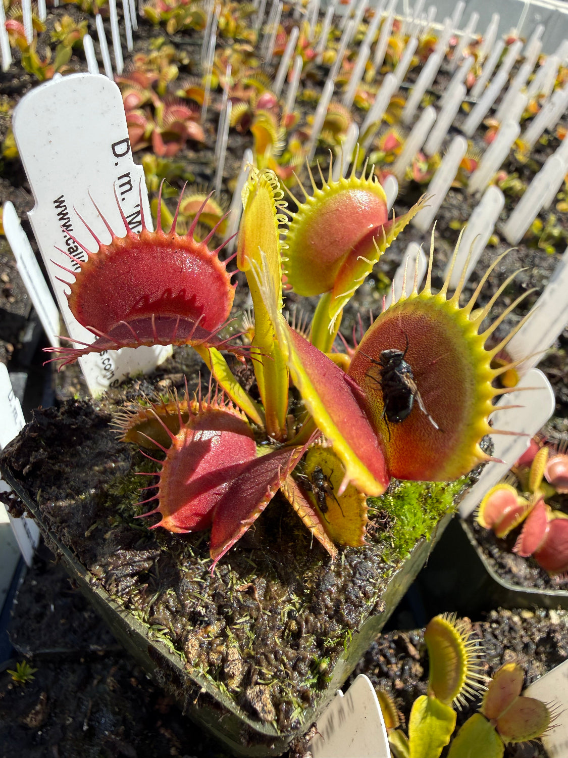 オリーライフ　テラポット Dionaea m. Mammoth Venus Flytrap – California Carnivores