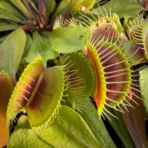 A close-up of Dionaea m. 'Mammoth' Venus flytraps with green and red colored traps, showing the plant's characteristic toothed edges.