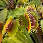 Dionaea mammoth venus flytrap
