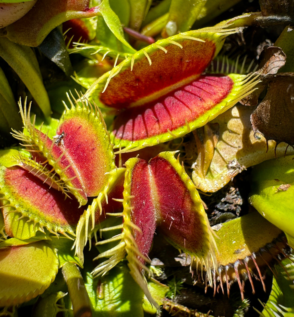 Dionaea mammoth venus flytrap